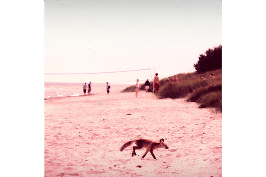 M190 – The Tale of the Adventurous Clever Creative Fox on the Beach in Summer in the Southern Province of Scania