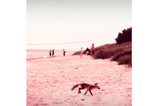 M88.M190 – The Tale of the Adventurous Clever Creative Fox on the Beach in Summer in the Southern Province of Scania