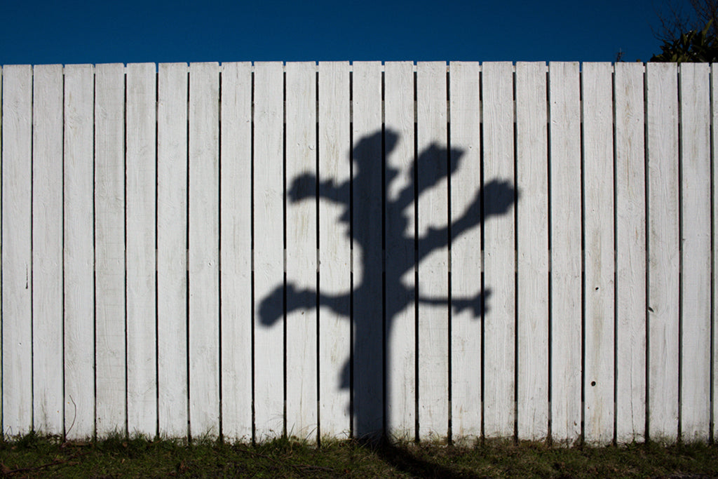 M355 – The Human Show: The Tale of the Shadow from the Lonely Salix Alba White Willow Tree in the Southern Province of Scania