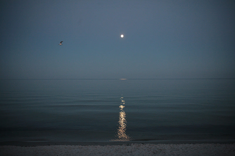 M150 – The Tale of the Blue Mood Moon at the Annual Summer Beach Party Featuring Seagull & Family of Ducks in the Southern Province of Scania