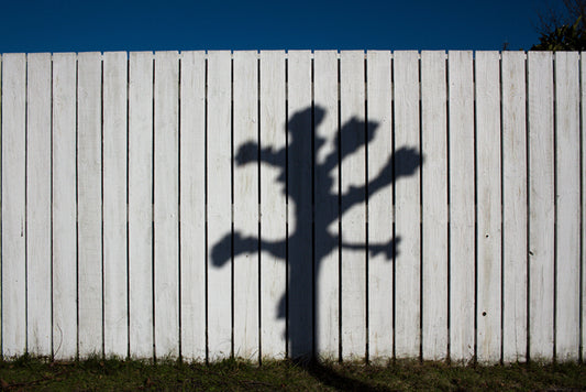 M355 – The Human Show: The Tale of the Shadow from the Lonely Salix Alba White Willow Tree in the Southern Province of Scania